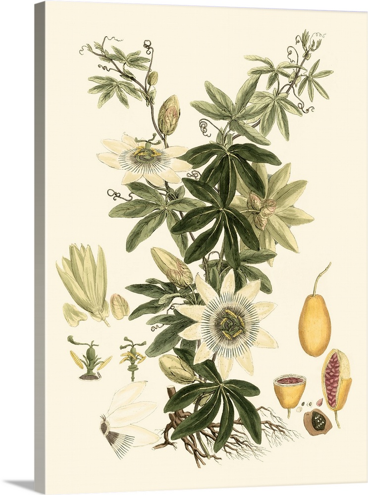 Vintage stylized illustration of a botanical species.