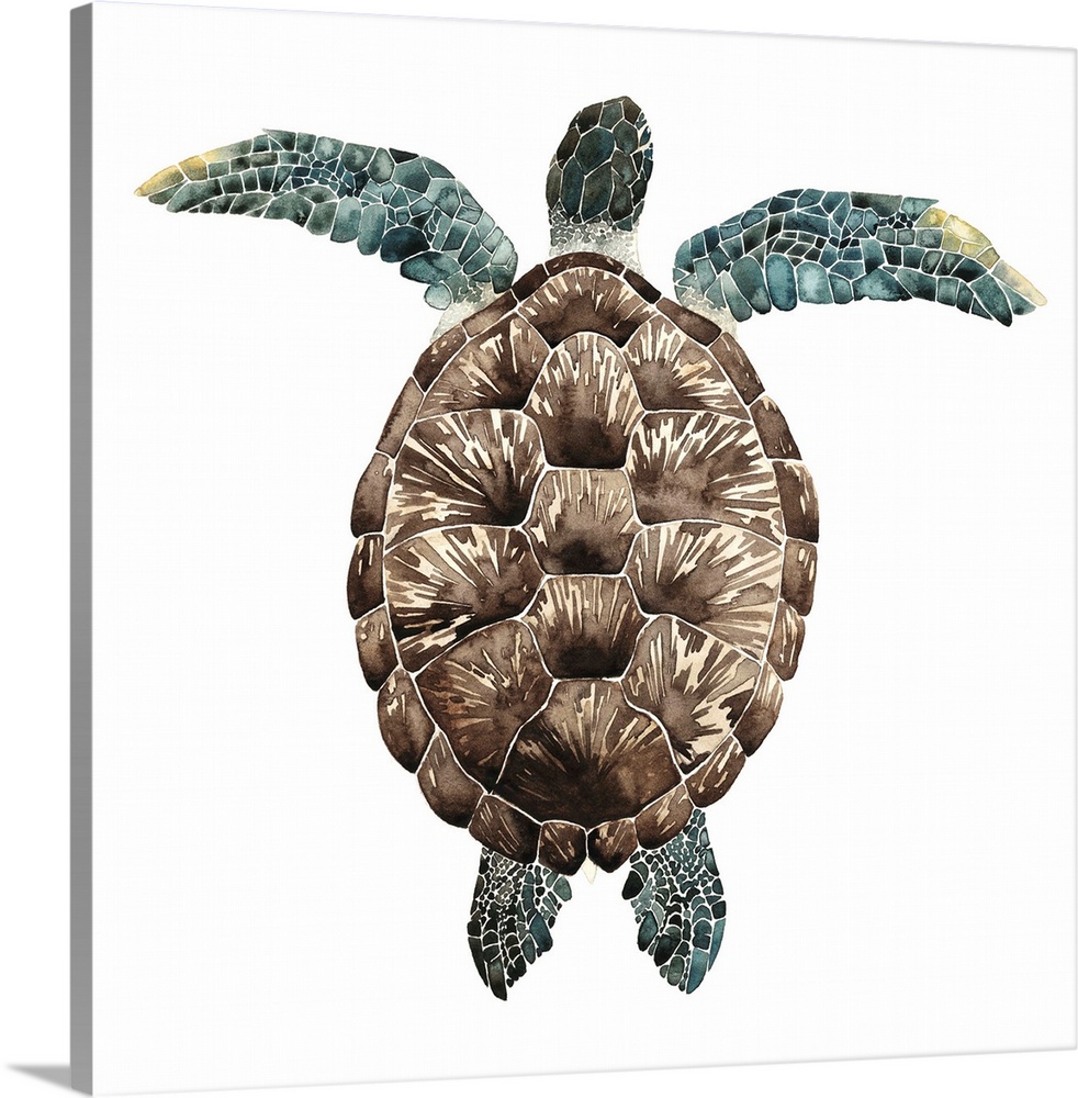 Watercolor painting of a sea turtle, seen from above.