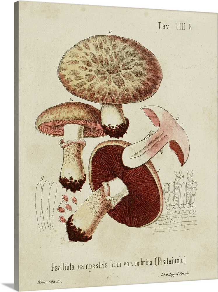 Mushroom Varieties II