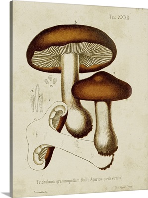 Mushroom Varieties VI