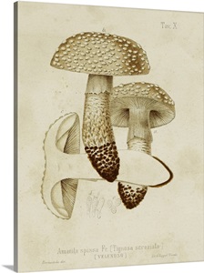 Mushroom Varieties VIII image thumbnail