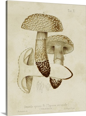 Mushroom Varieties VIII