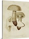 image thumbnail of Mushroom Varieties VIII
