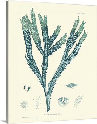 Nature Print in Aqua III