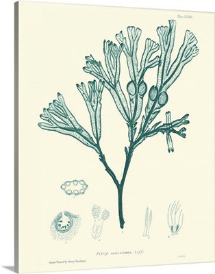 Nature Print in Aqua IV