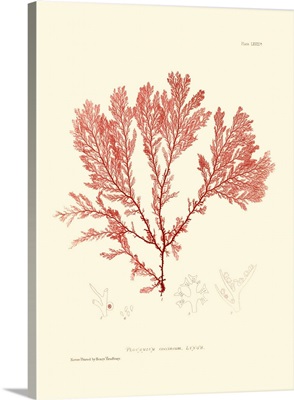 Nature Print in Coral IV