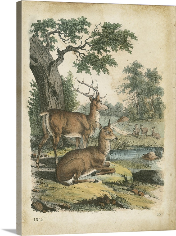 Vintage stylized illustration of deer species.