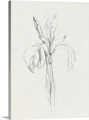 Neutral Iris Sketch II