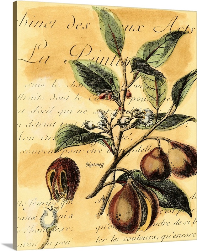 Nutmeg Wall Art, Canvas Prints, Framed Prints, Wall Peels Great Big