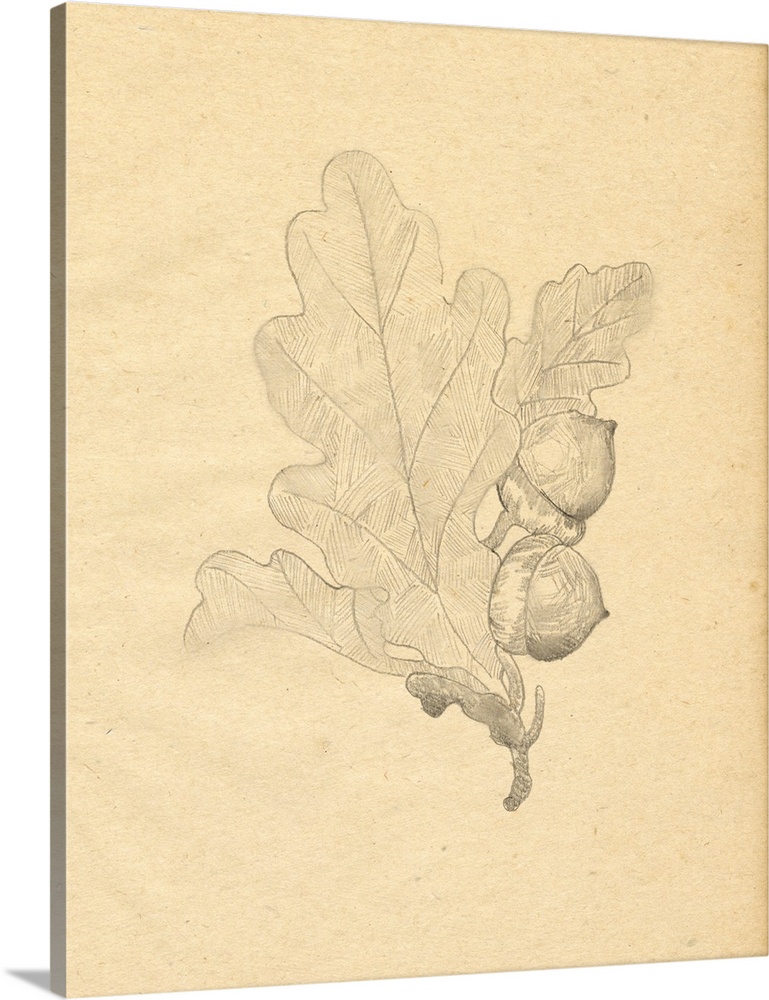 Oak Leaf Sketch I