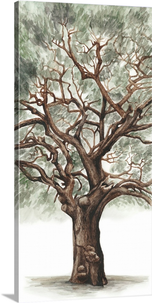 Contemporary illustration of a tall, sturdy oak tree on white.