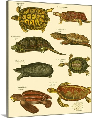 Oken Tortoise