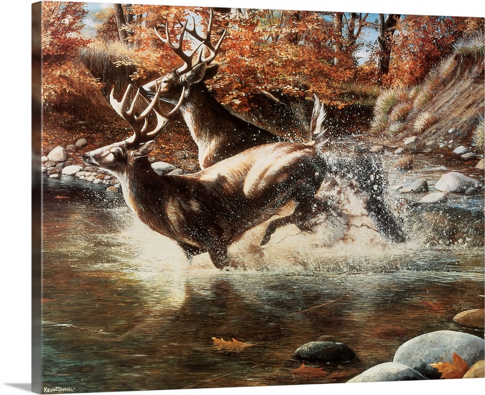 Two large stags run through shallow water with autumn colored trees shown behind them.