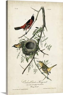 Orchard Orioles