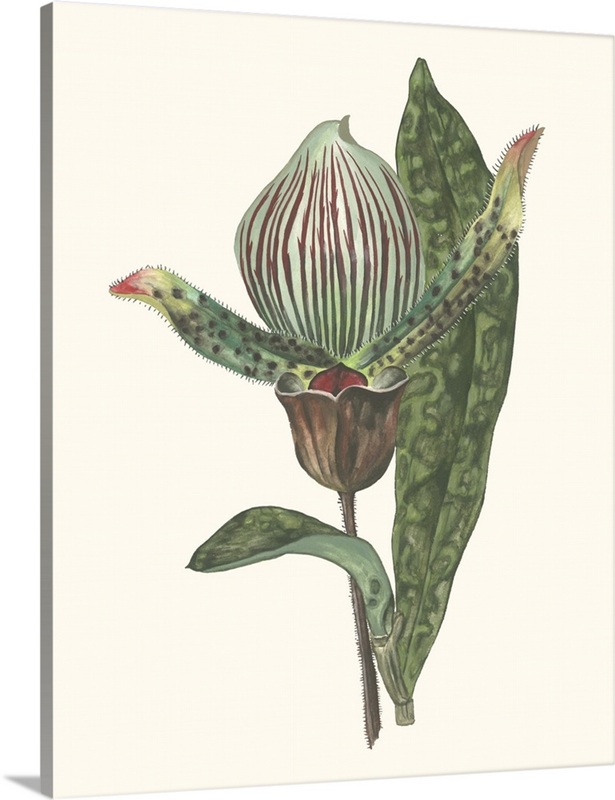 Orchid Display III | Great Big Canvas