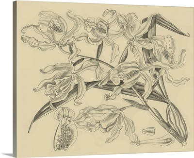 Orchid on Khaki II
