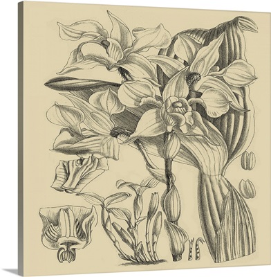Orchid on Khaki V