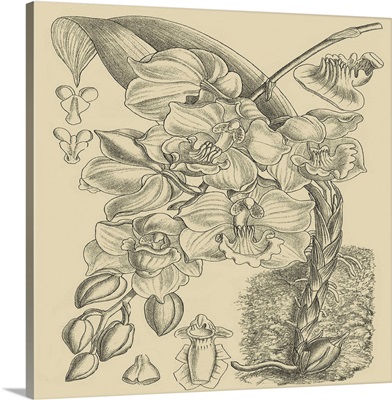 Orchid on Khaki VIII