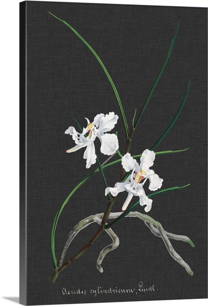 Orchid on Slate II