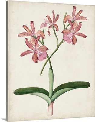 Orchid Pair I