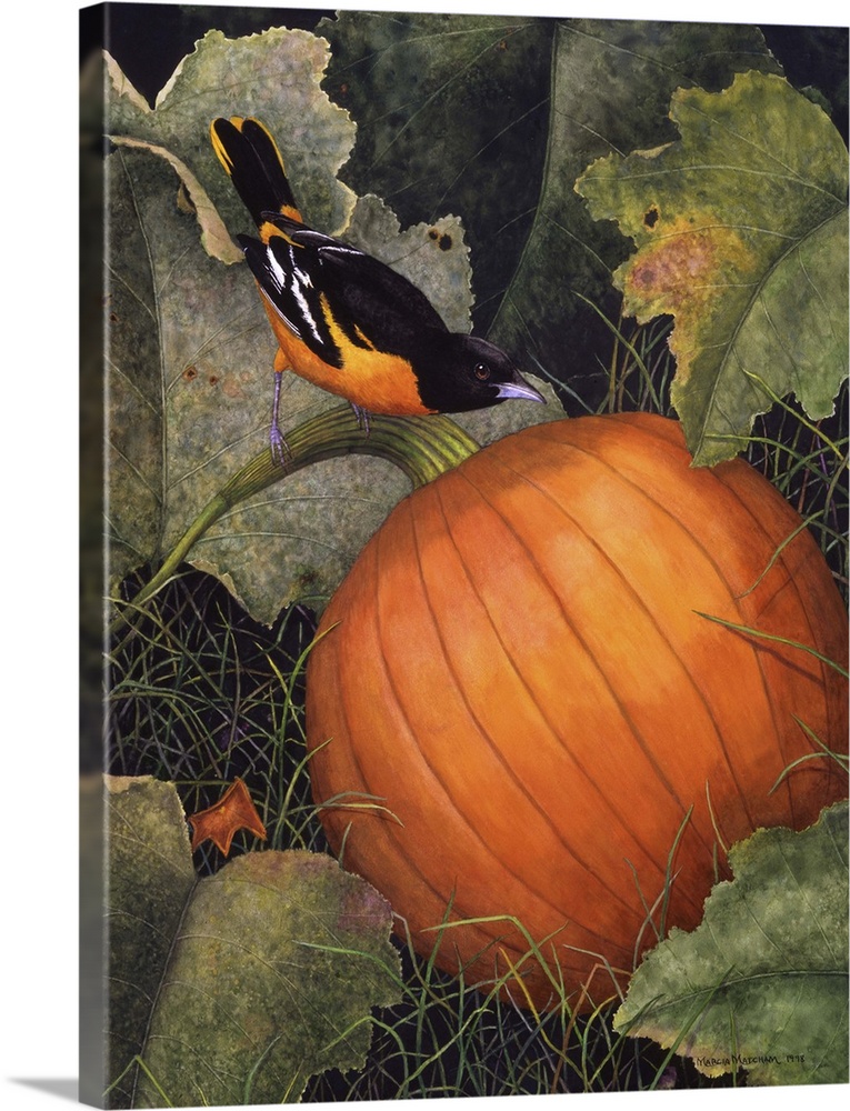 Illustration of an oriole perched on the stem of a large, orange pumpkin.