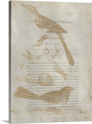 Ornithology Impressions III