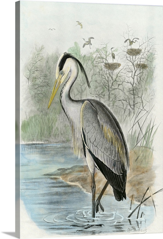 Vintage style illustration of a common heron standing in a marshland.
