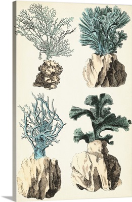 Oversize Coral Species III