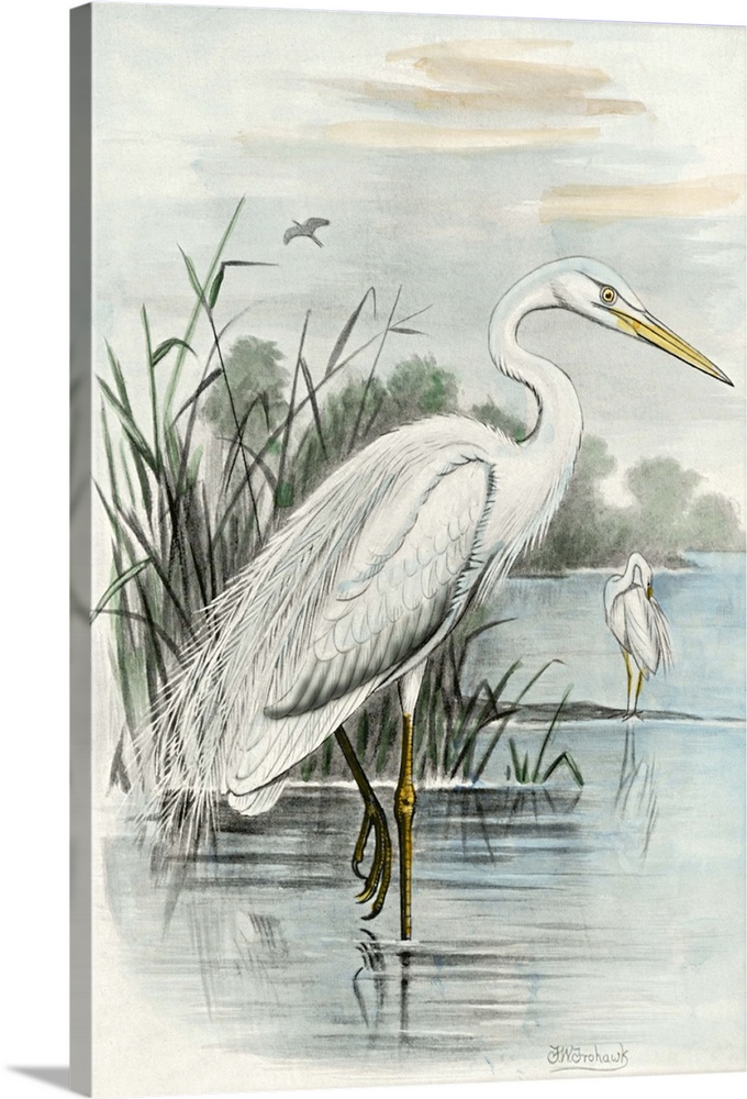 Vintage style illustration of a white heron standing in a marshland.
