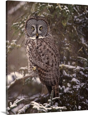 Owl in the Snow I