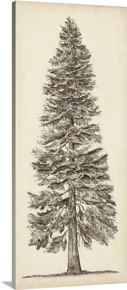 Pacific Northwest Tree Sketch I