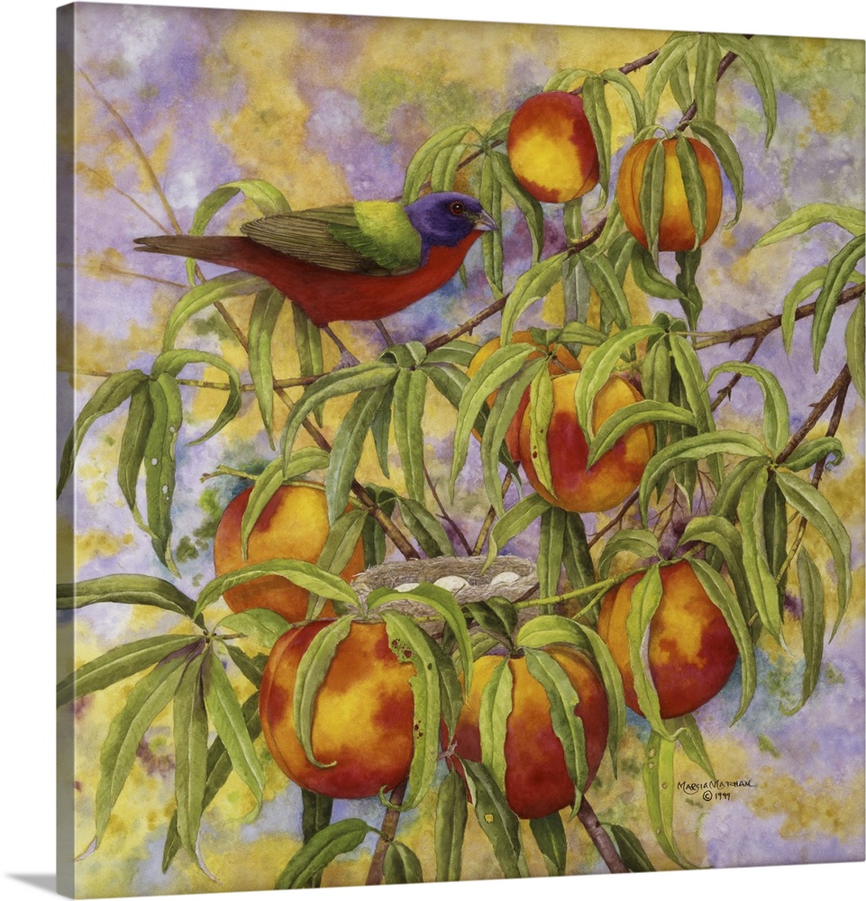 Illustration of a painted bunting perched in a peach tree near its nest.