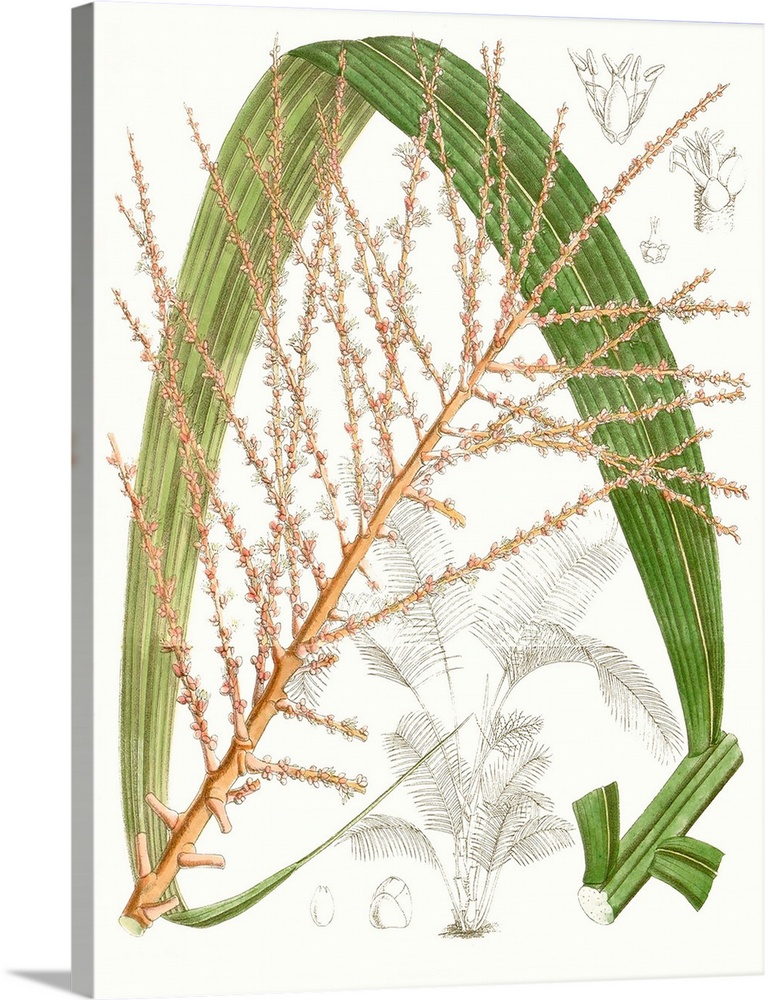 Palm Melange VII