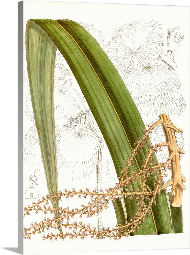 Palm Melange VIII