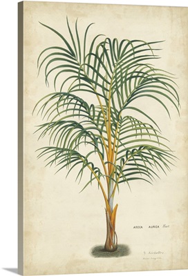 Palm of the Tropics III