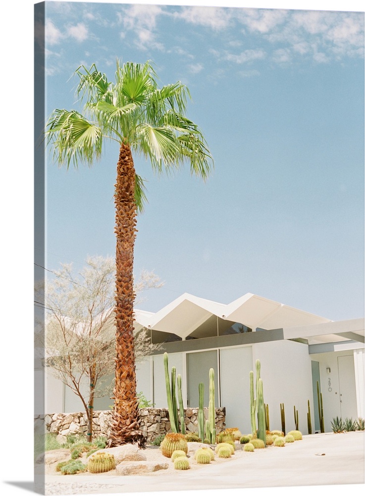 A photograph of a tall palm tree and cacti in front of a white villa, Palm Springs, California.
