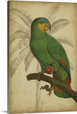 Parrot and Palm I