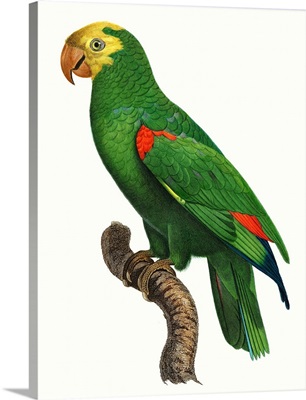 Parrot of the Tropics III