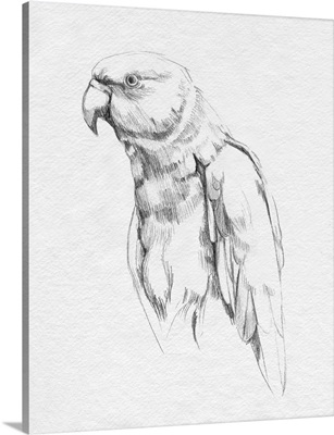 Parrot Portrait I