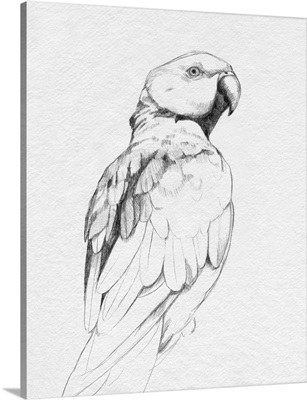 Parrot Portrait II