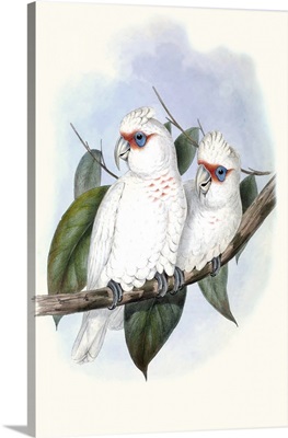 Pastel Parrots IV