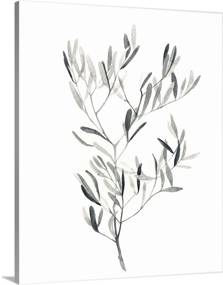 Grey-scale botanical study painted with watercolor.