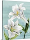 image thumbnail of Peaceful Lilies I