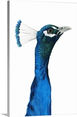 Peacock Portrait I