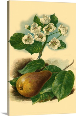 Pear Blossom