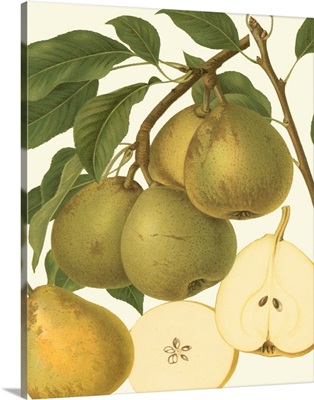 Pear Varieties II