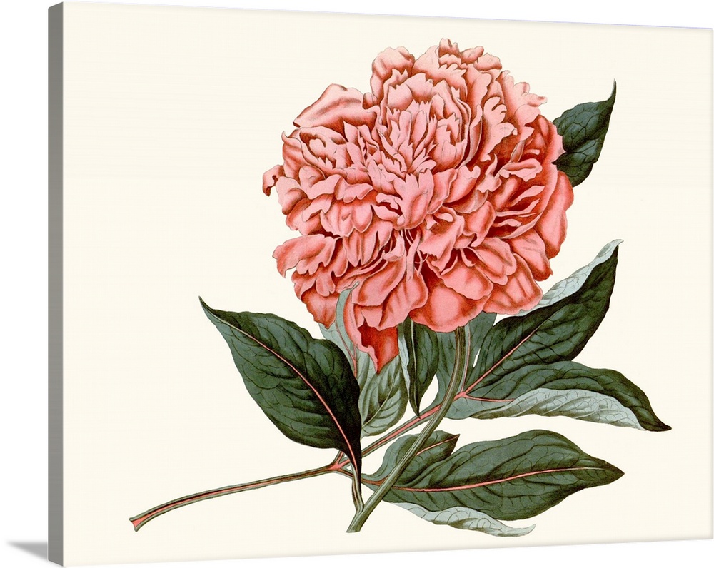 Vintage-inspired botanical illustration of a blush-colored peony.