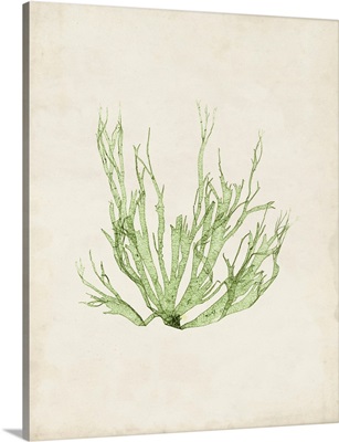 Peridot Seaweed IV
