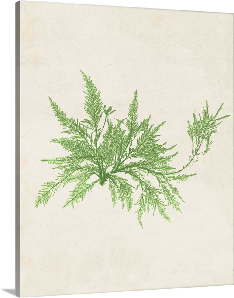 Botanical illustration of seaweed in pale green on a parchment background.