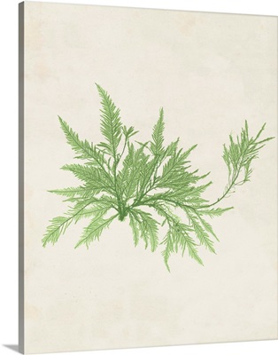 Peridot Seaweed V